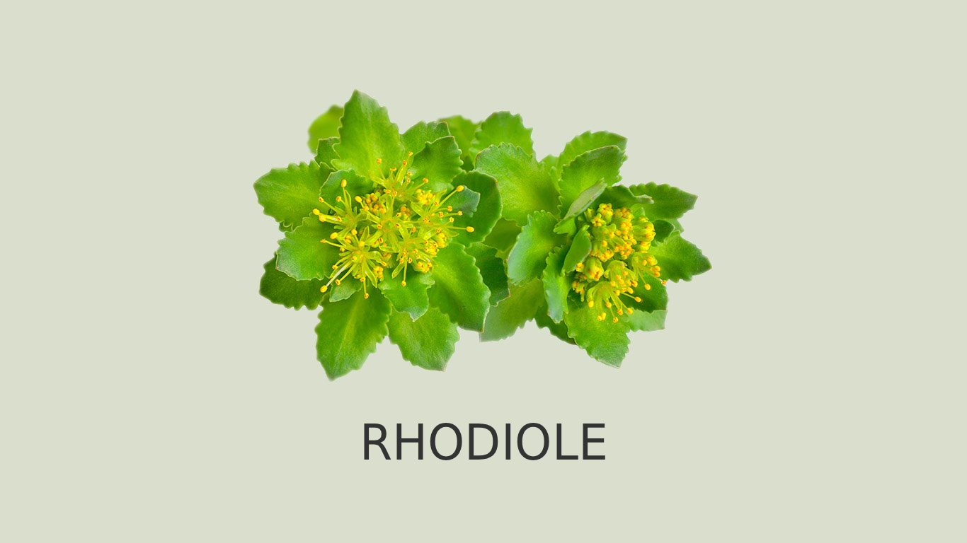 Image de racine de rhodiole sur un fond vert avec la l&eacute;gende : ROSENWURZ.